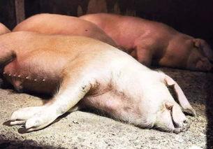 甘肃猪瘟最新爆料,防控措施升级，养殖户忧心忡忡